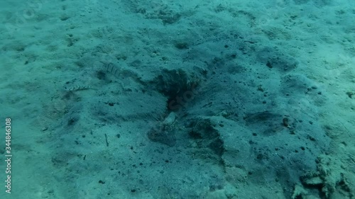 Whitelined Goby (Amblygobius albimaculatus) guard near the entrance to a hole, jeddah Snapping Shrimp (Alpheus djeddensis) cleans a hole from debris. Animal Symbiotic, Close up, Camera zooming.  photo