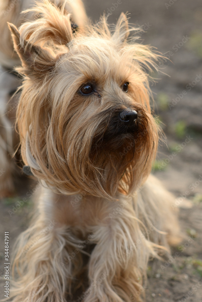 Yorkshire Terrier portrait looking away Yorkshire Terrier portrait looking away