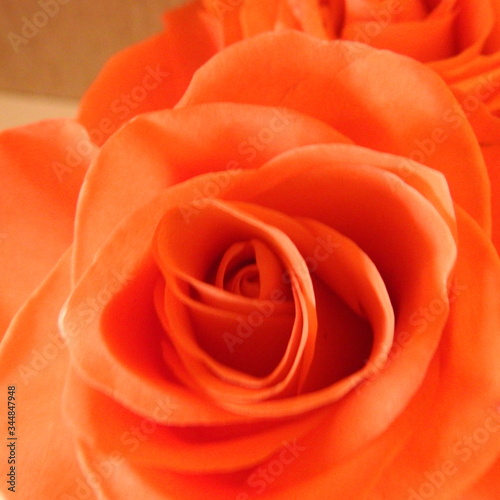 brick-colored roses