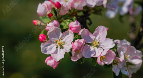 Pink Polish Blossom Flowers in Spring © Ewelina