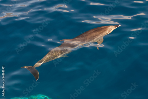 Atlantic Spotted Dolphins  La Palma  Canaries