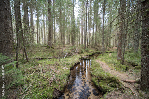 Enchanted forest path in the Bernau high valley, beautiful high moor landscape of the Taubenmoos. photo