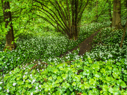 forest with flowering wild garlic 