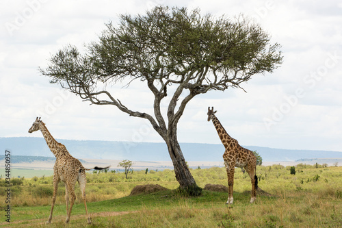 A Rothschild Giraffe and a Masai Giraffe under an Acacia tree in Masai Mara on a sunny September afternoon