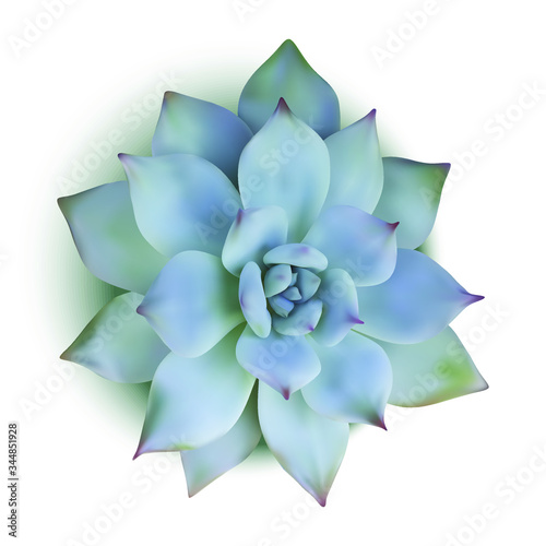 Realistic succulent illustration, isolated on white, vector illustration