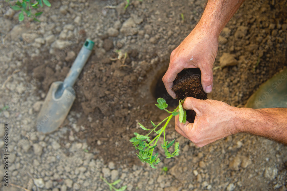 Farmer planting tomatoes seedling in organic garden
Farmer planting tomatoes seedling in organic garden