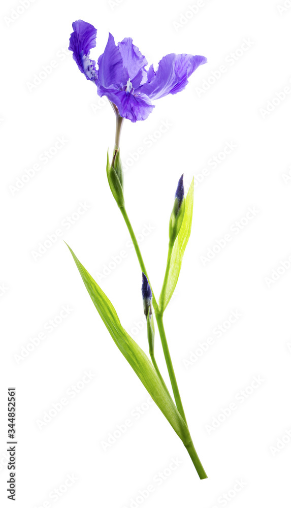 Violet iris flower isolated on white background Violet iris flower isolated on white background