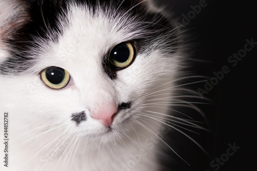 Cat black and white, portrait close-up macro