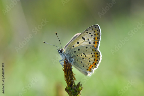 Sooty Copper butterfly on flower. Small blue butterfly, Lycaena tityrus, on meadow