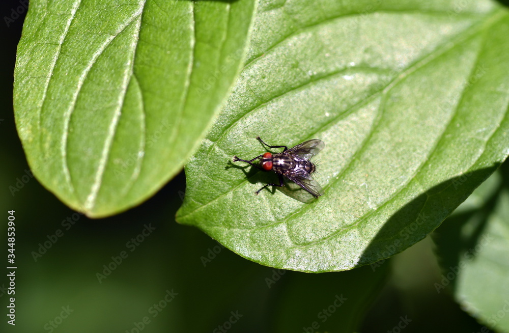 Stubenfliege auf einem Blatt Stubenfliege auf einem Blatt