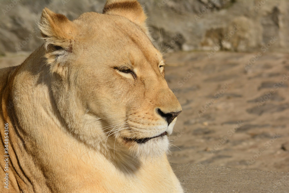 Big, healthy lioness ready for afternoon nap Big, healthy lioness ready for afternoon nap