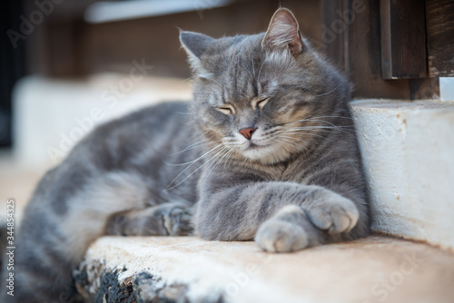 gray cat lying in the garden