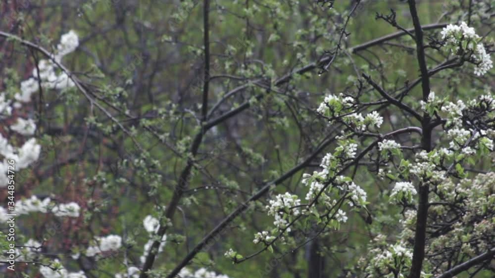 blooming pear tree suffers under falling snow harming fruit harvest on cold spring day close view blooming pear tree suffers under falling snow harming fruit harvest on cold spring day close view