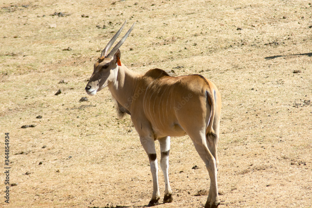 Wild Common Eland (or Antelope) in a Game reserve Wild Common Eland (or Antelope) in a Game reserve