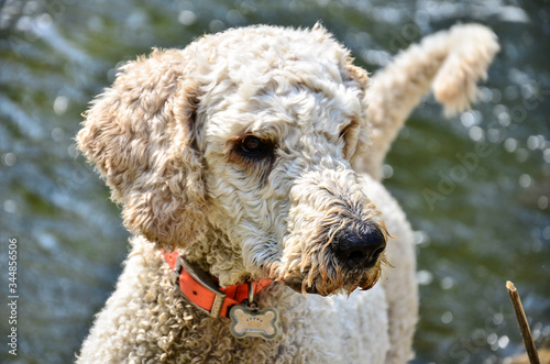 Bedlington terrier portrait