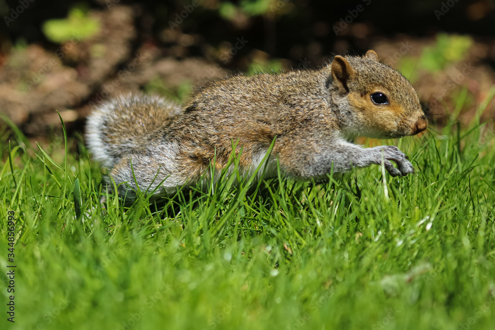 Obraz premium Baby Squirrel