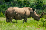 Wild Rhinoceros in South African Game Reserve
