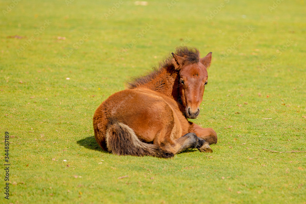Fototapeta premium New Forest Pony Grazing in the Meadow