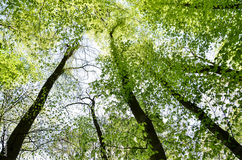 Fototapeta premium green leaves of trees looking up, Hessen, Germany