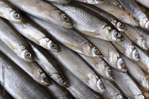 Smelt fishes on net. Pacific smelt fish variety