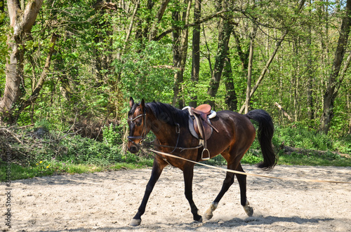 horse in a dressage circle