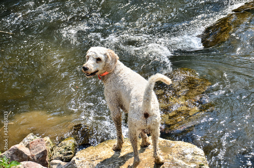 white curly Bedlington Terrier near water