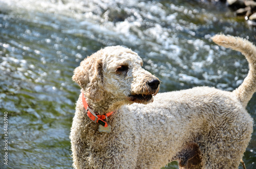 white curly Bedlington Terrier 
