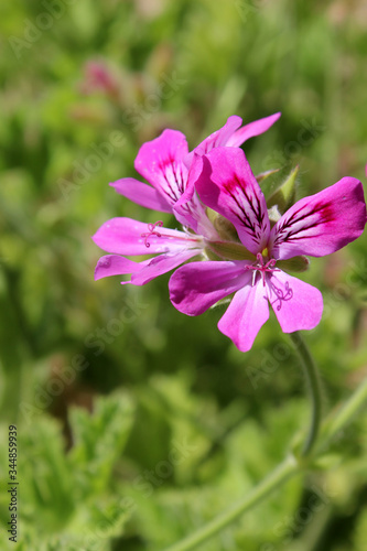 Flores moradas de geranio  Pelargonium graveolens 