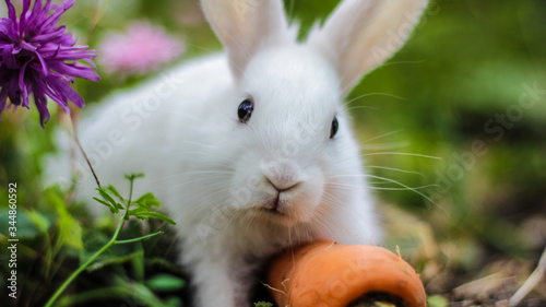 little white rabbit with an Apple