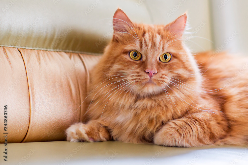 A red fluffy cat lying on the couch of the house. Domestic pets.