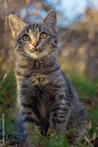 beautiful striped grey kitten sitting