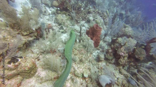 High angle panning shot of Moray Eel swimming over corals underwater, sea life at ocean floor - Great Blue Hole, Belize photo