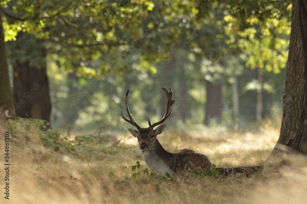 Fallow deer dama dama in autumn colours Fallow deer dama dama in autumn colours