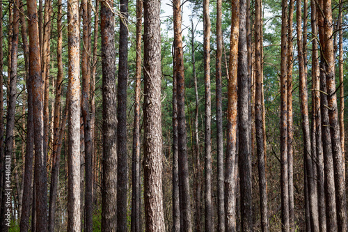 Pine forest in summer