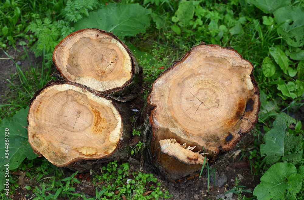 The stump of a sawn tree trunk The stump of a sawn tree trunk