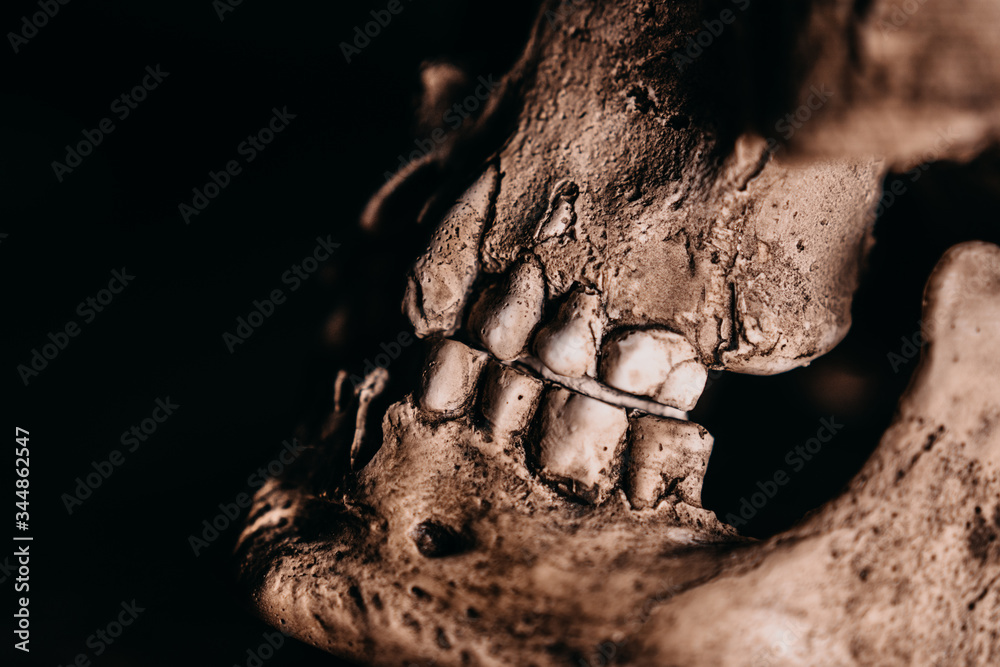 Skull of the human on a black background