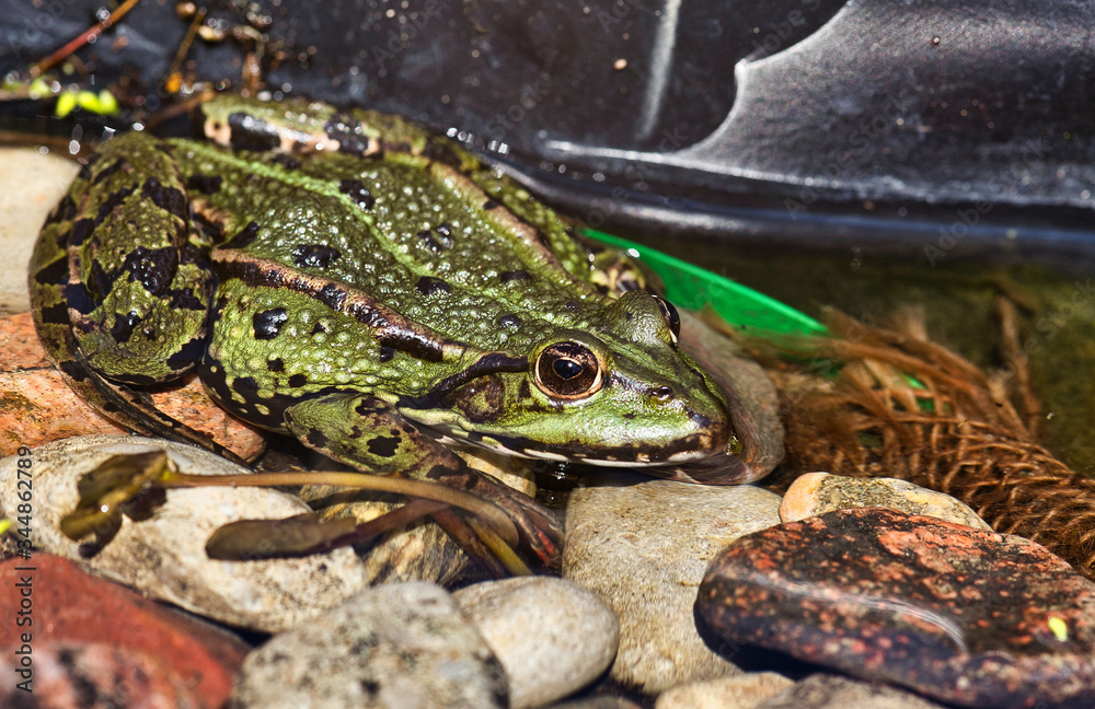 The marsh frog (Pelophylax ridibundus) The marsh frog (Pelophylax ridibundus)