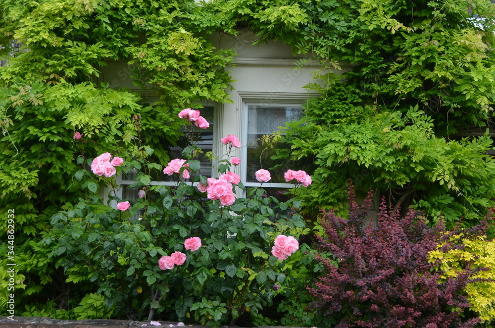 Large green bush with fresh vivid pink roses and green leaves in a garden in front of house windows, in a sunny summer day, beautiful outdoor floral background photographed with soft focus
