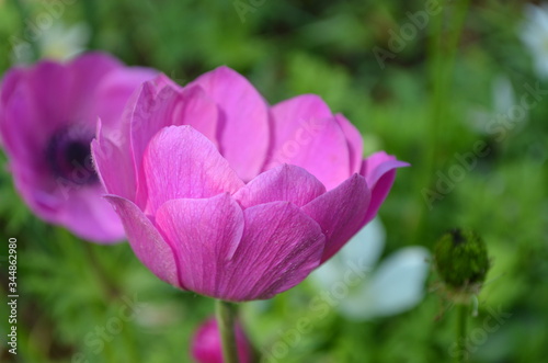 Close up of a one delicate fresh pink purple anemone flower in a sunny spring garden  floral outdoor background photographed with soft focus 