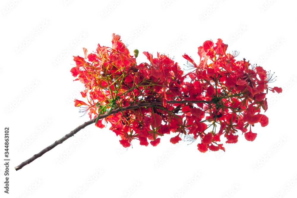 royal poinciana flower , red flower isolated on white background.