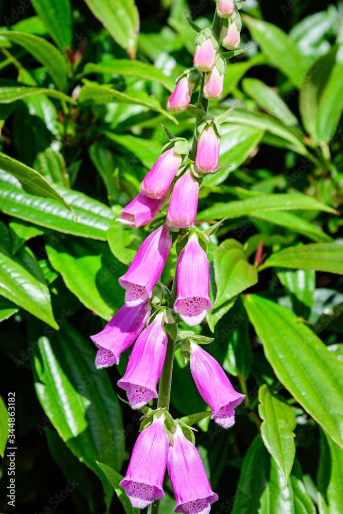 Close up of vivid pink flowers of Digitalis plant, commonly known as foxgloves, in full bloom and green grass in a sunny spring garden, beautiful outdoor floral background photographed with soft focus Close up of vivid pink flowers of Digitalis plant, commonly known as foxgloves, in full bloom and green grass in a sunny spring garden, beautiful outdoor floral background photographed with soft focus