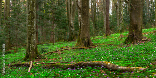 Natural beech forest in spring with purple and white flowers on the ground. Banner format. Carpathian beech forest in spring covered with flowers Anemone nemorosa and Dentaria glandulosa. Unique beech