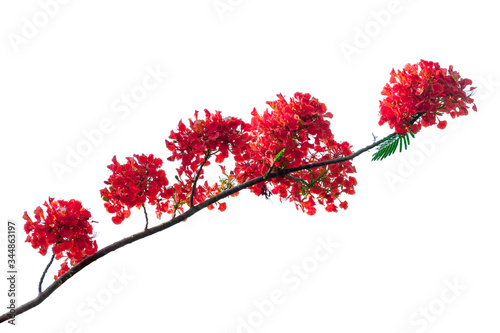 royal poinciana flower , red flower isolated on white background. photo