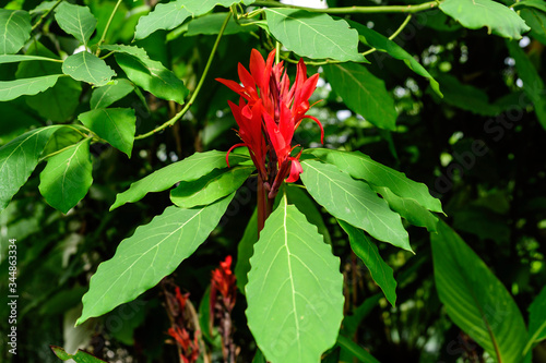 Vivid red flowers of Canna indica, commonly known as Indian shot, African arrowroot, edible canna, purple arrowroot or Sierra Leone arrowroot, in soft focus, in a garden in a sunny summer day
 photo