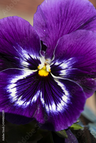 Fototapeta Naklejka Na Ścianę i Meble -  Viola close up in spring sunshine