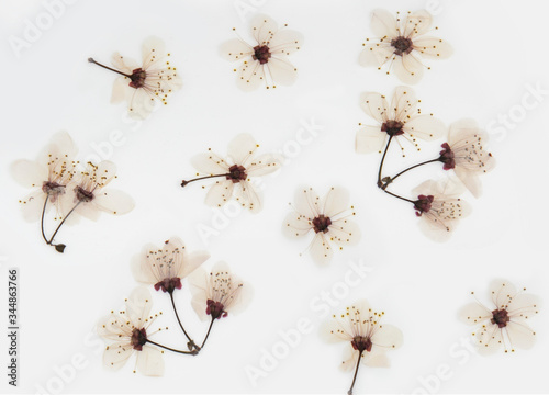 pansy flowers, almond blossom and leaves of various dry trees with white background
