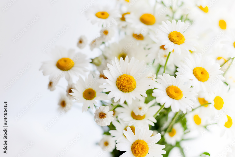 Obraz premium Field white chamomile in a bouquet.