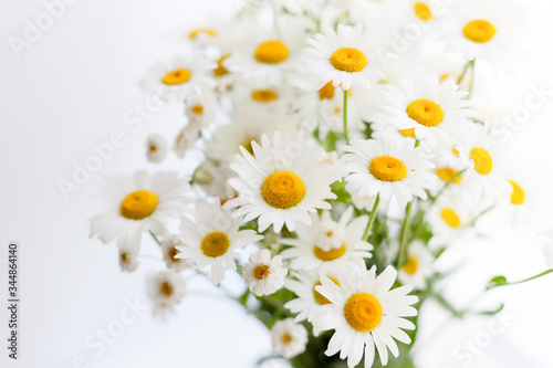  white daisies © DariaTrofimova