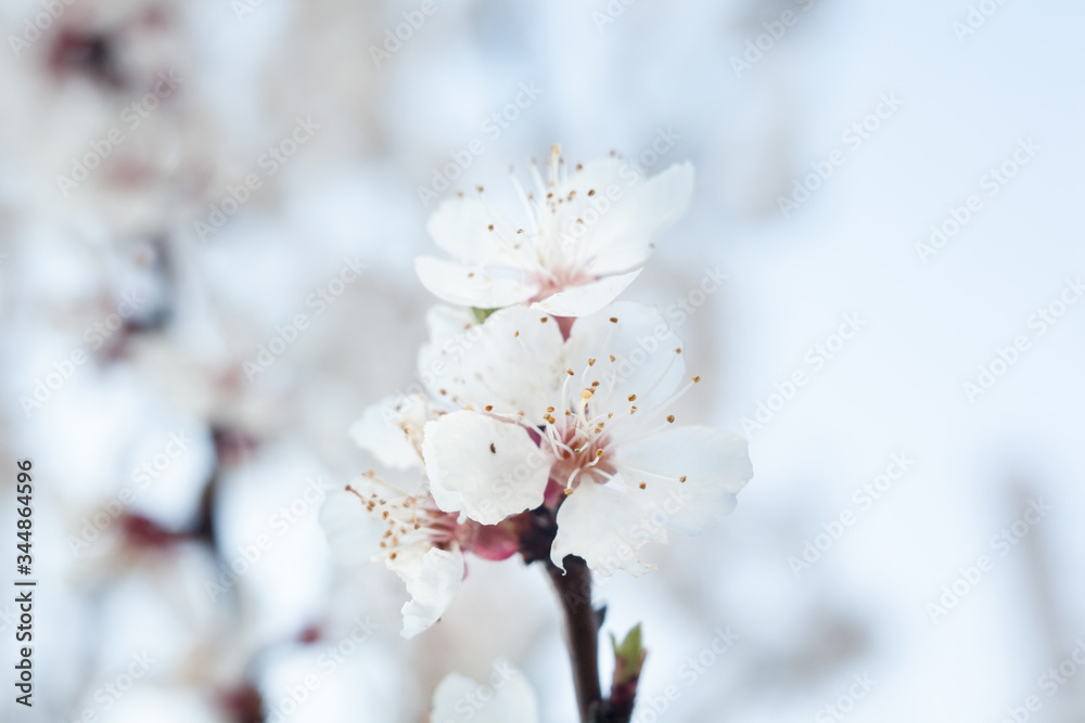 Apricot tree flowers