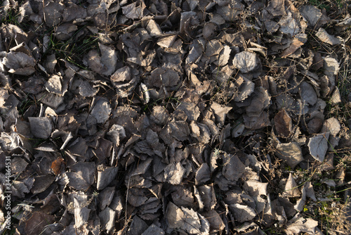 Withered dead leaves on ground